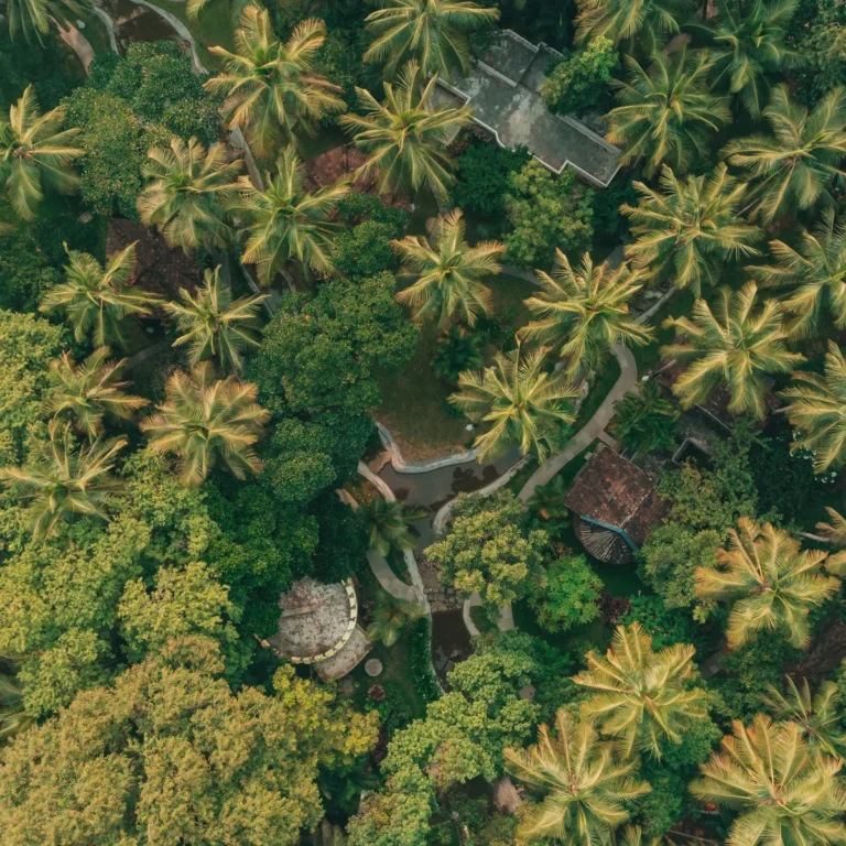 Aerial view of Kairali - The Ayurvedic Healing Village surrounded by lush palm trees and tropical greenery in Kerala