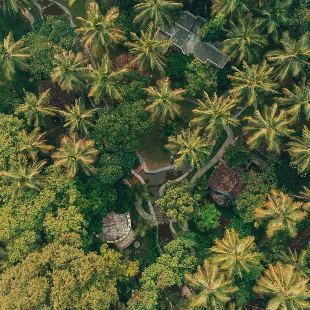Aerial view of Kairali - The Ayurvedic Healing Village surrounded by lush palm trees and tropical greenery in Kerala